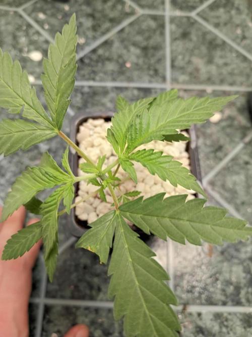 Red Hot Cookies. Week 5