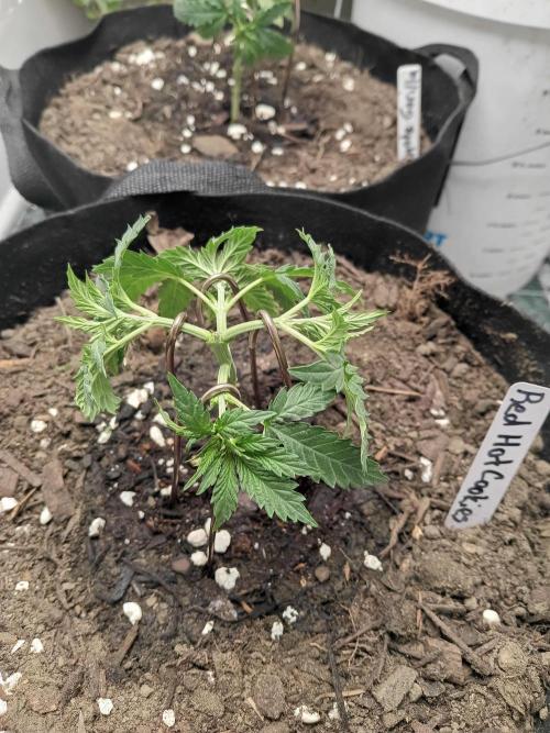 Red Hot Cookies. Week 6