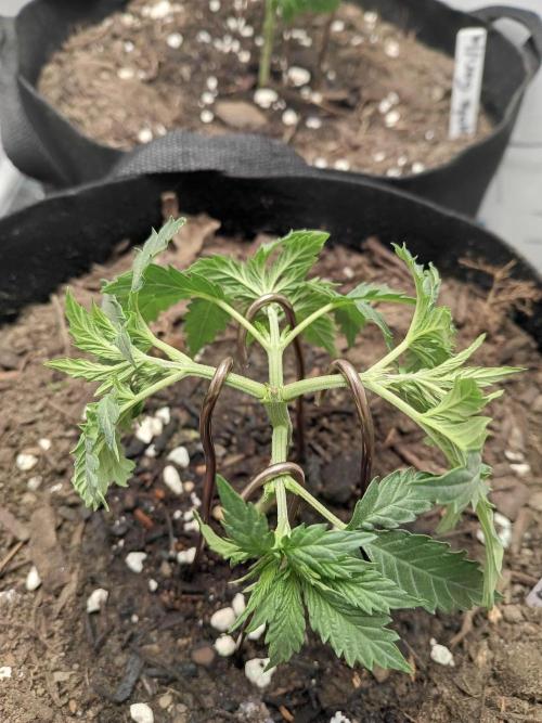 Red Hot Cookies. Week 6