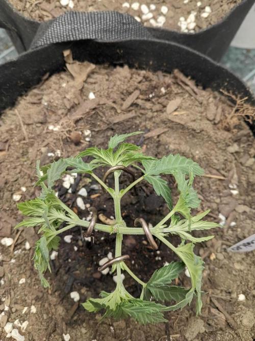 Red Hot Cookies. Week 6
