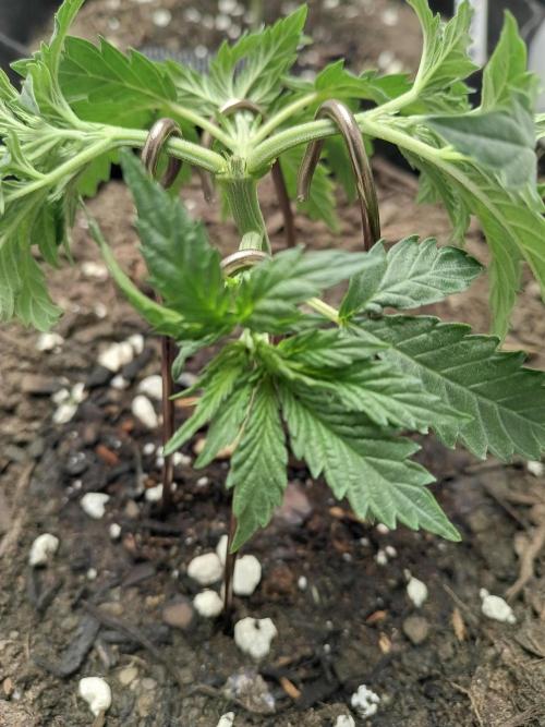 Red Hot Cookies. Week 6