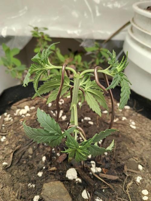 PEYOTE GORILLA. Week 6