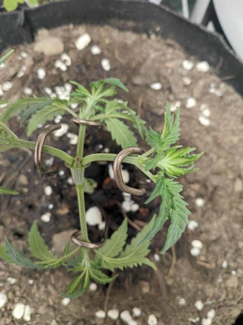 PEYOTE GORILLA. Week 6