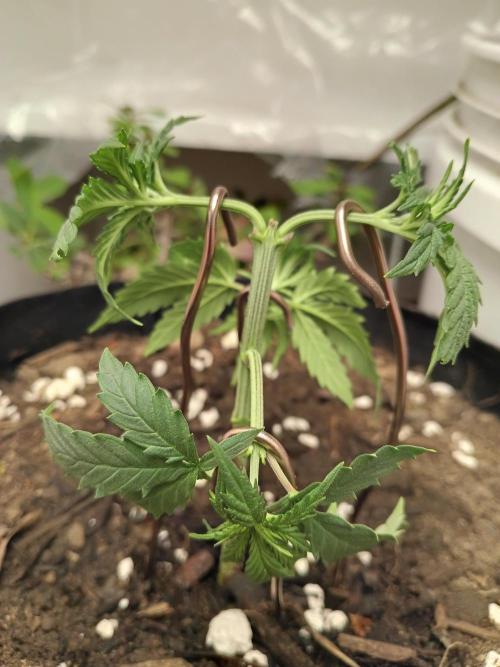 PEYOTE GORILLA. Week 6