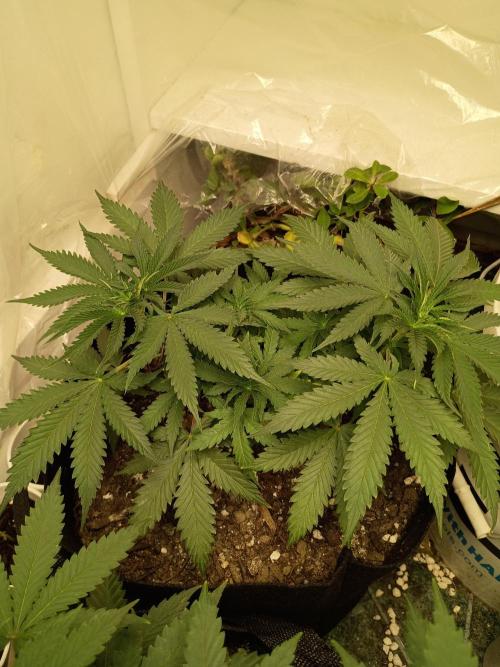 Red Hot Cookies. Week 8