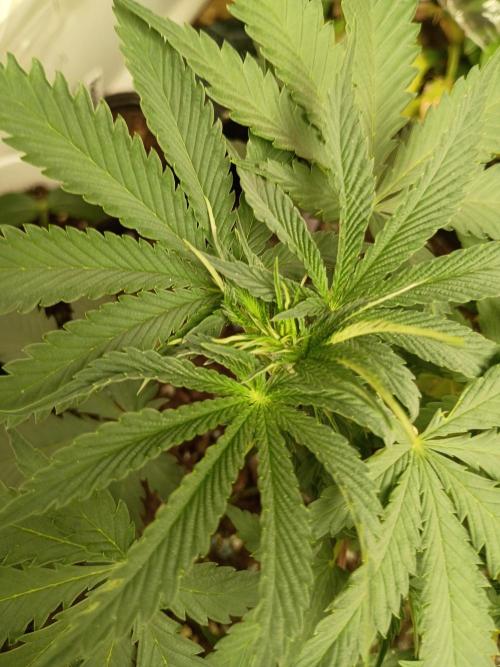 Red Hot Cookies. Week 8