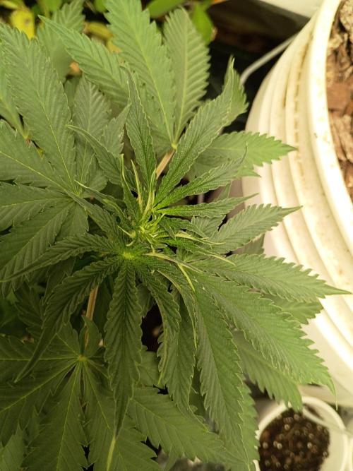 Red Hot Cookies. Week 8