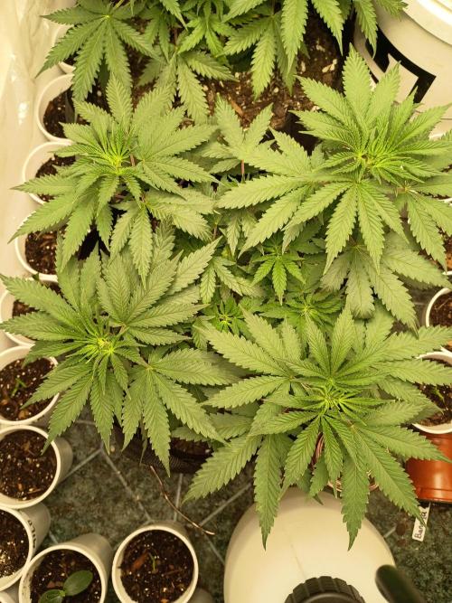 PEYOTE GORILLA. Week 8