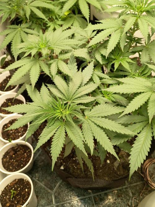 PEYOTE GORILLA. Week 8