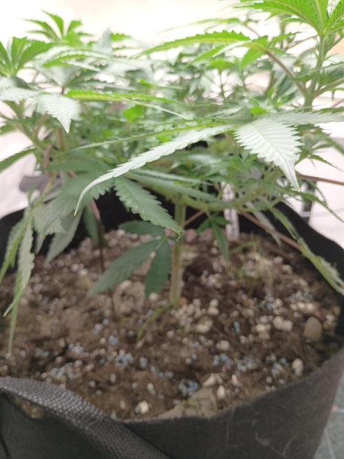 TS1000 Full Spectrum LED. Week 8