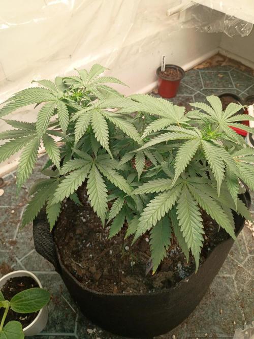 Red Hot Cookies. Week 9