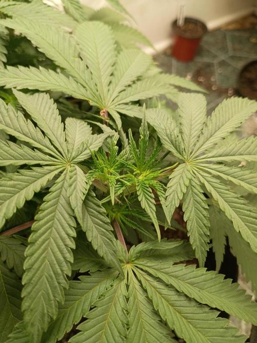 Red Hot Cookies. Week 9
