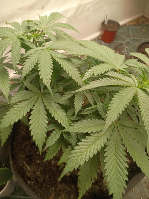 Red Hot Cookies. Week 9