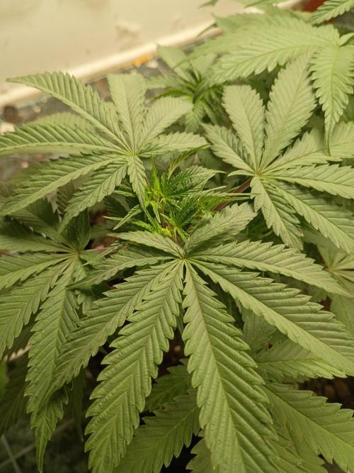 Red Hot Cookies. Week 9