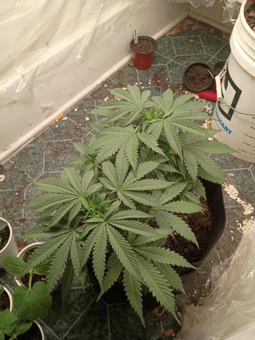 Red Hot Cookies. Week 9