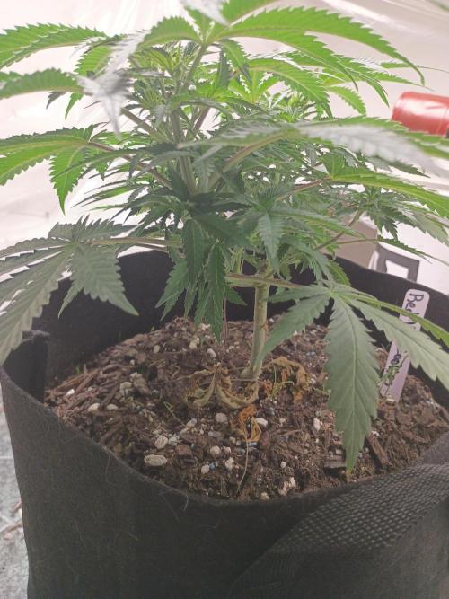 Red Hot Cookies. Week 9