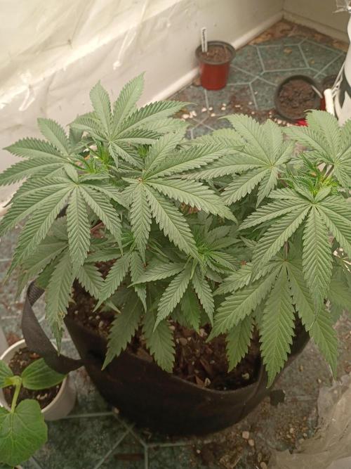 Red Hot Cookies. Week 9