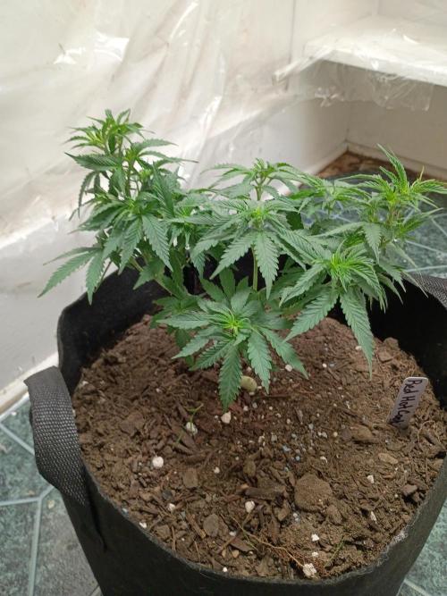 Red Hot Cookies. Week 9