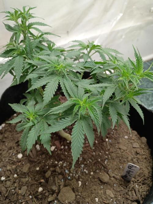 Red Hot Cookies. Week 9