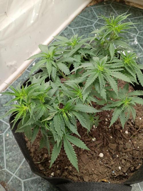 Red Hot Cookies. Week 9