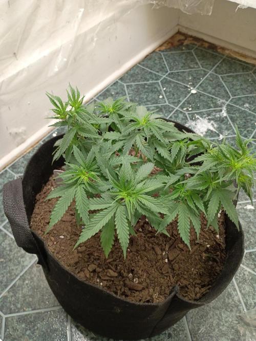 Red Hot Cookies. Week 9