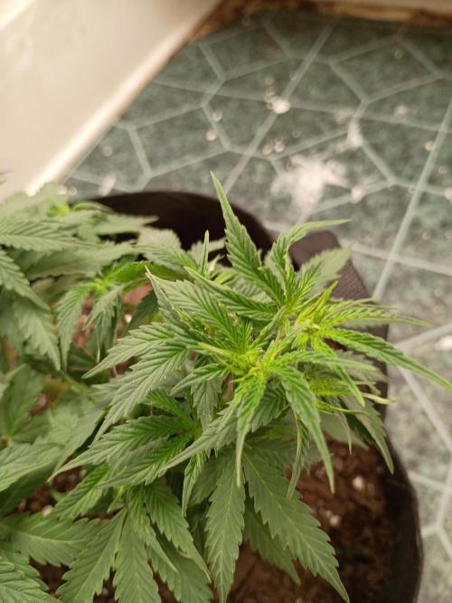 Red Hot Cookies. Week 9