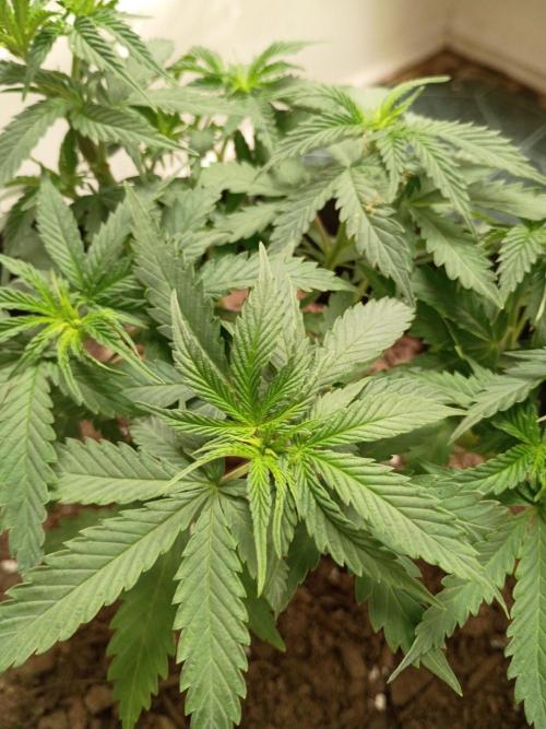 Red Hot Cookies. Week 9