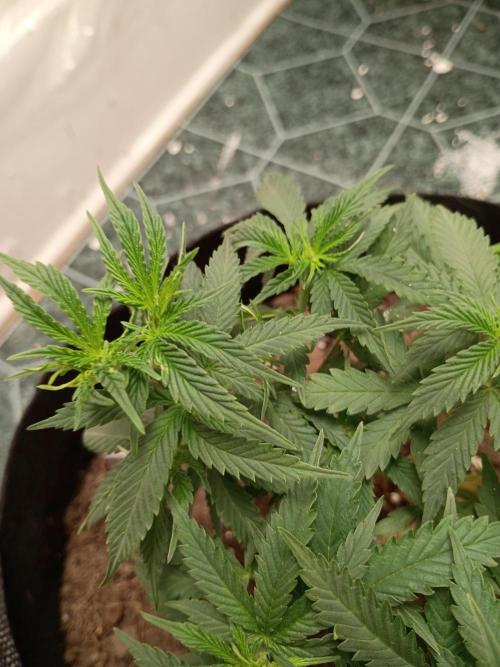 Red Hot Cookies. Week 9