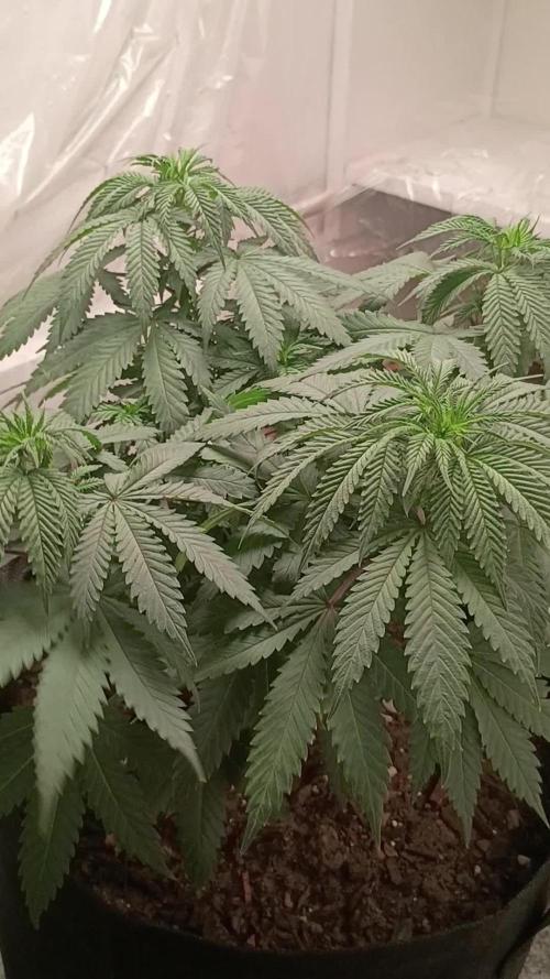 PEYOTE GORILLA
