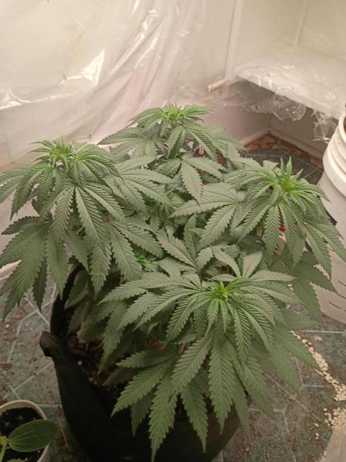 PEYOTE GORILLA. Week 9