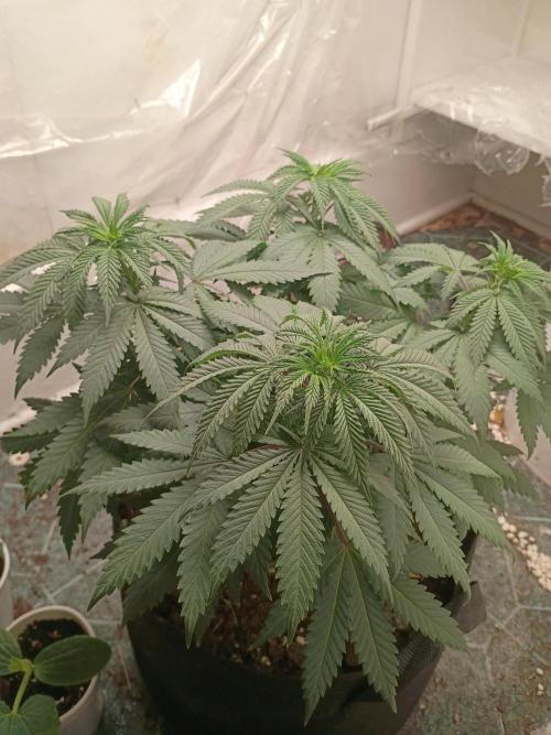 PEYOTE GORILLA. Week 9