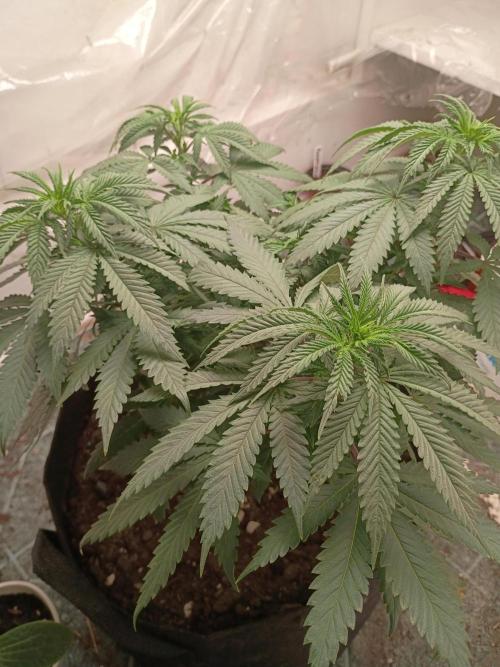 PEYOTE GORILLA. Week 9