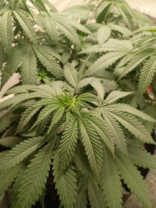 PEYOTE GORILLA. Week 9