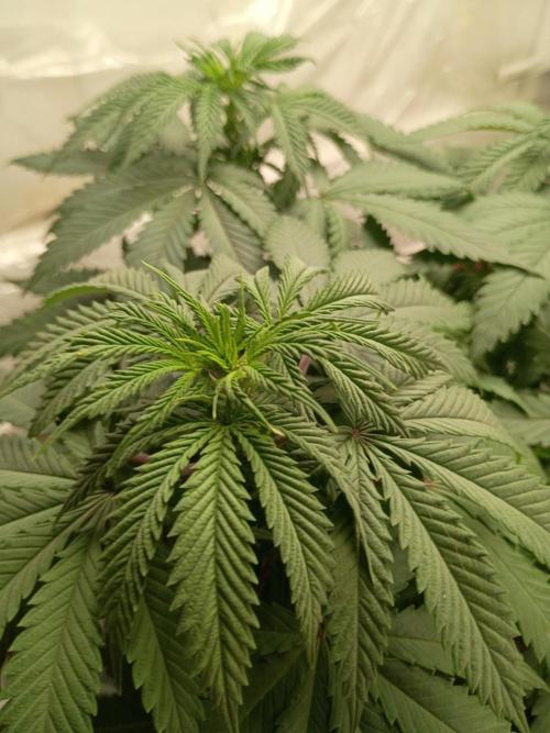 PEYOTE GORILLA. Week 9