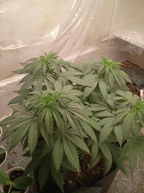 PEYOTE GORILLA. Week 9