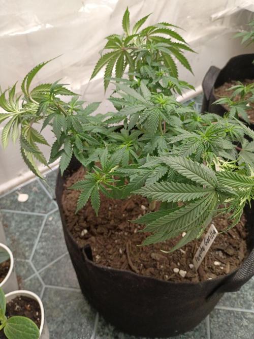 PEYOTE GORILLA. Week 9