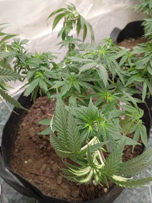 PEYOTE GORILLA. Week 9