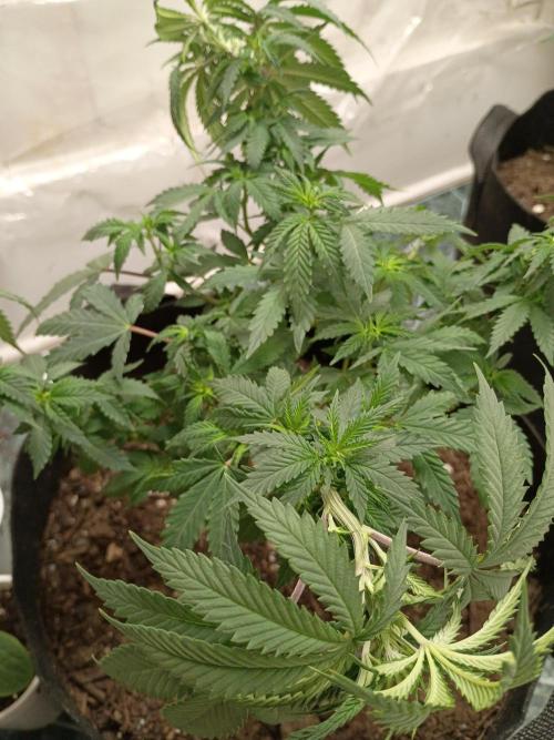 PEYOTE GORILLA. Week 9