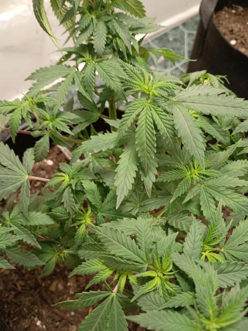 PEYOTE GORILLA. Week 9