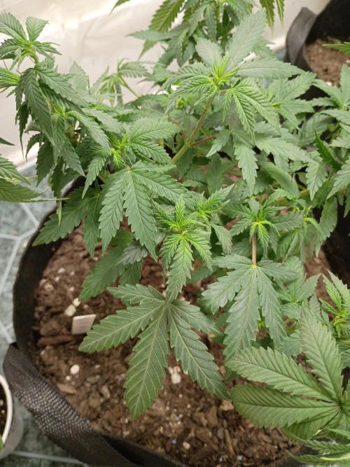 PEYOTE GORILLA. Week 9