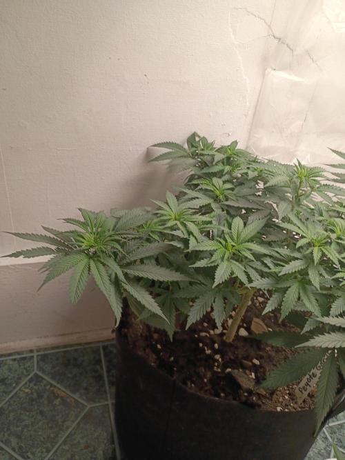PEYOTE GORILLA. Week 10