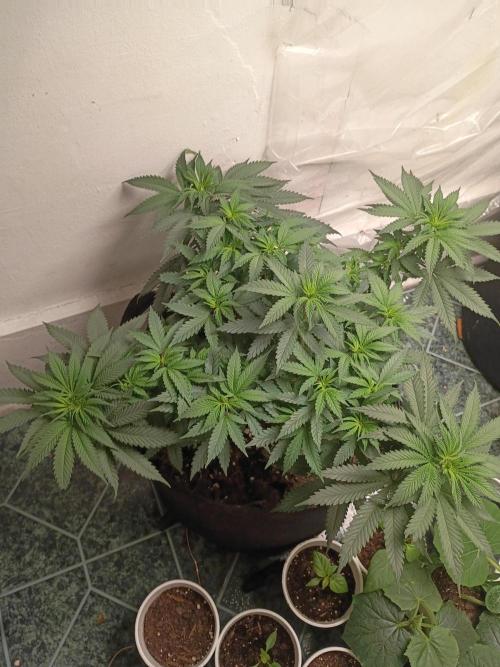 PEYOTE GORILLA. Week 10
