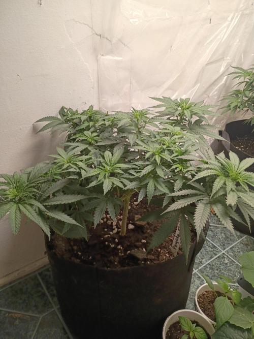 PEYOTE GORILLA. Week 10