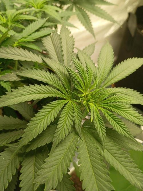 PEYOTE GORILLA. Week 10