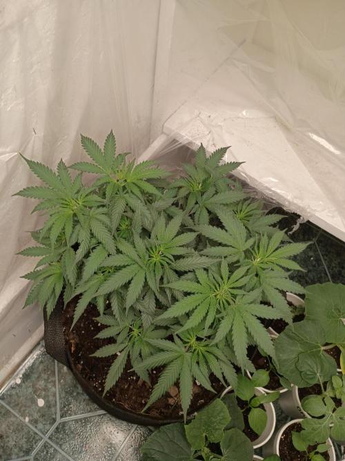 Red Hot Cookies. Week 10
