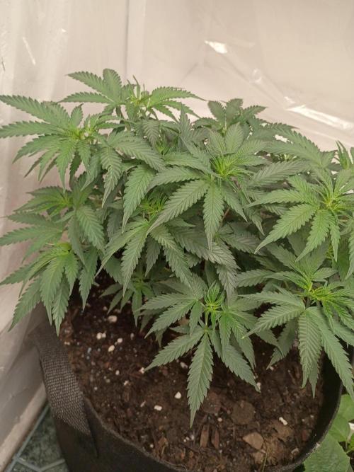 Red Hot Cookies. Week 10