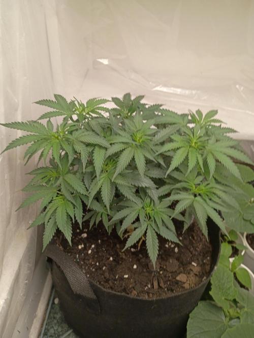 Red Hot Cookies. Week 10