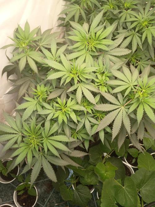PEYOTE GORILLA. Week 11