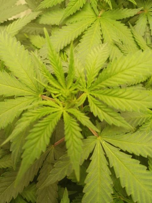 TS1000 Full Spectrum LED. Week 11