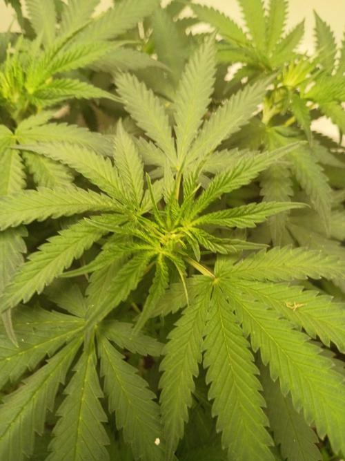 Red Hot Cookies. Week 11